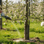 Весенняя подкормка яблони в саду — садовник вносит удобрение под дерево.