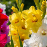 Посадка гладиолусов в саду летом — яркое и пышное цветение