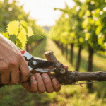 Обрезка винограда в саду весной — процесс ухода за лозой.