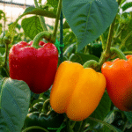 Болгарский перец в теплице, спелые плоды на кустах, солнечное освещение.