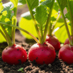 Выращивание редиса в открытом грунте — свежие корнеплоды на грядке.